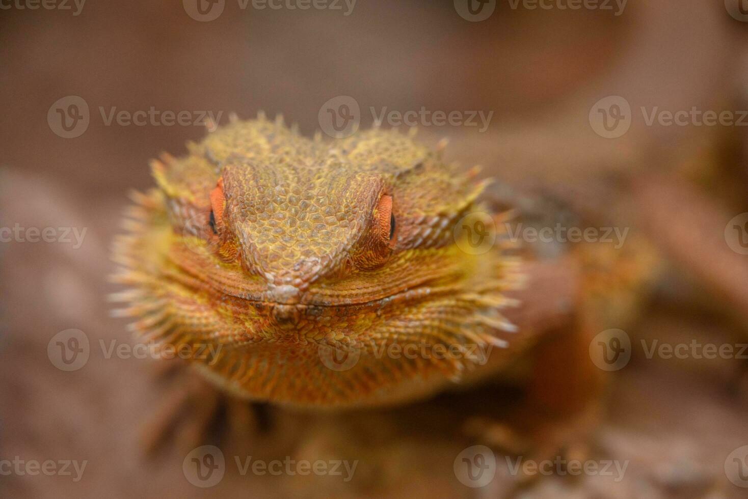 snakes and lizrads in germany photo