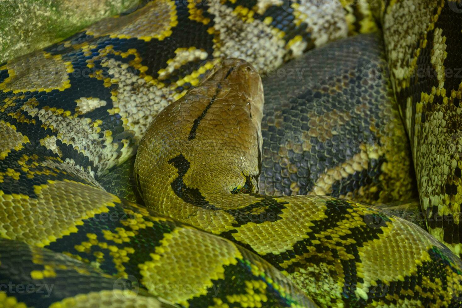 snakes and lizrads in germany photo