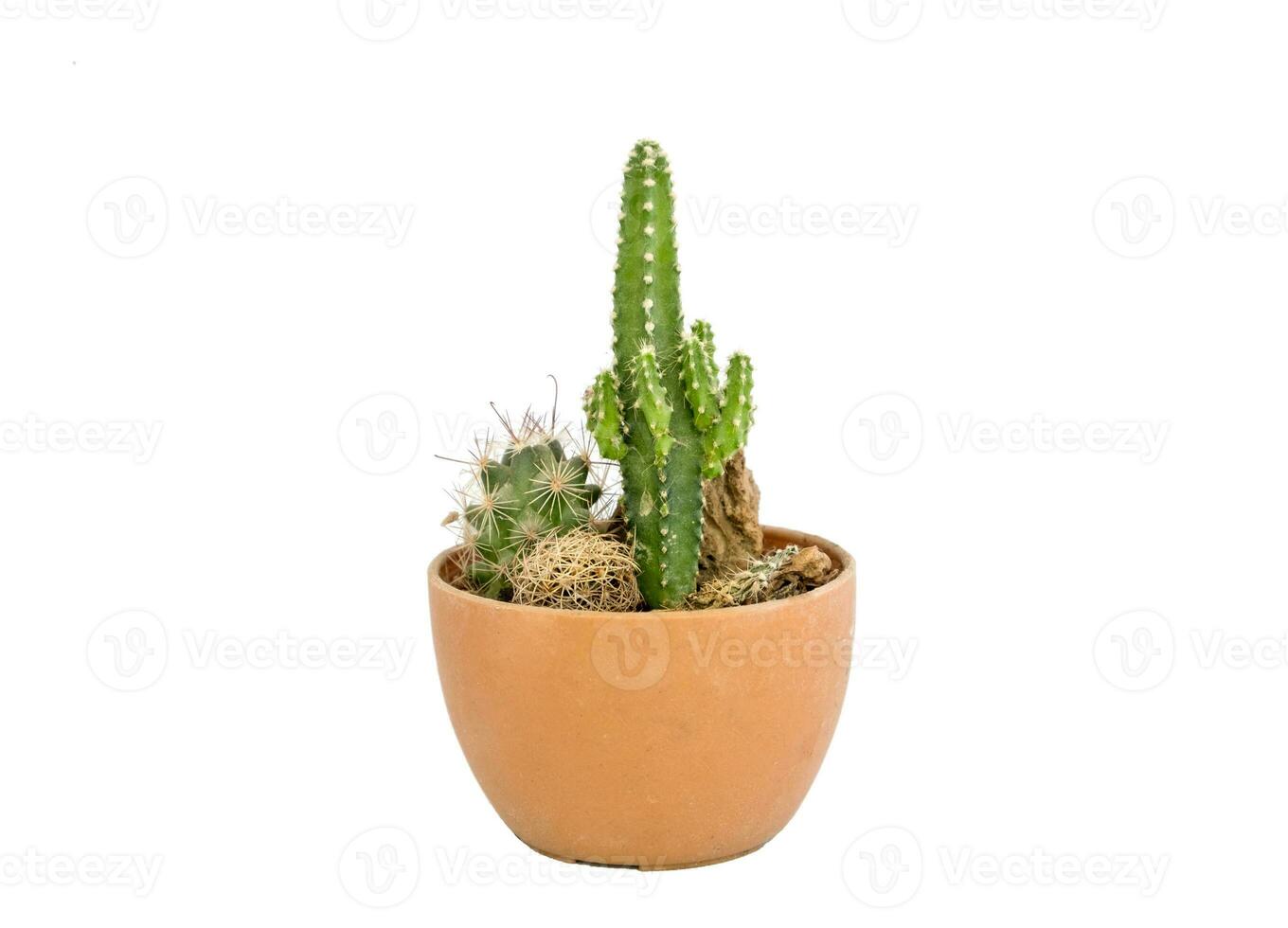 Green small cactus set in brown vase on white background photo