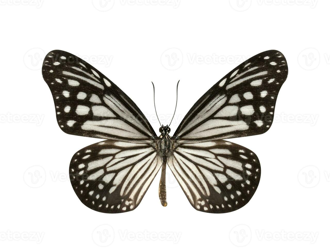 negro y blanco mariposa aislado en blanco antecedentes foto