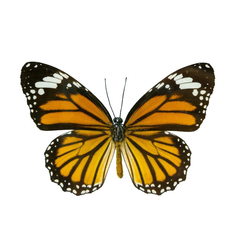 común Tigre mariposa , danaus genutia , monarca mariposa isol foto