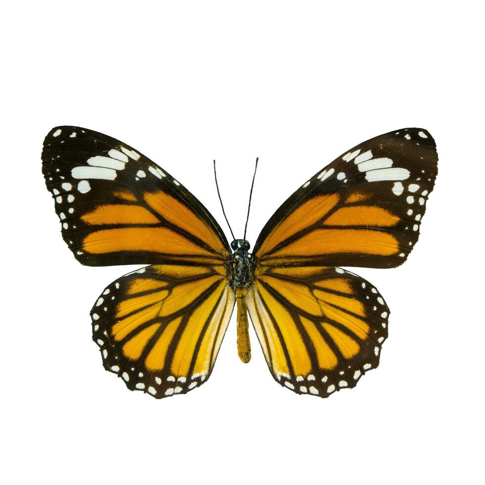 common tiger butterfly , Danaus Genutia , monarch butterfly isol photo