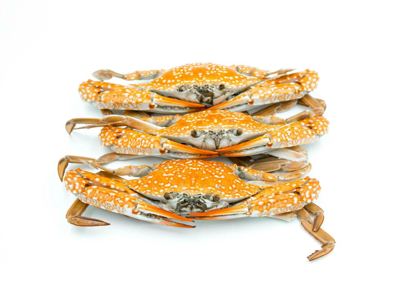 steam crab on white background. photo