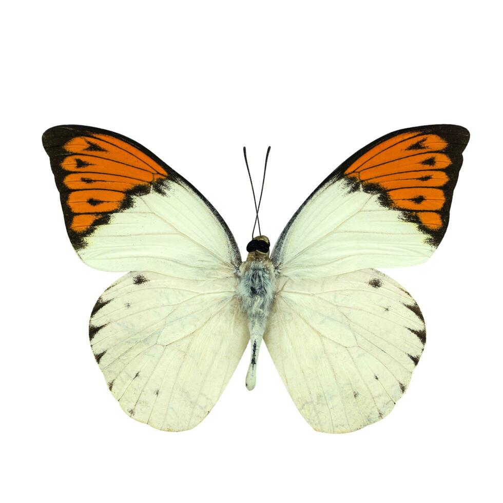 genial naranja propina mariposa aislado en blanco foto