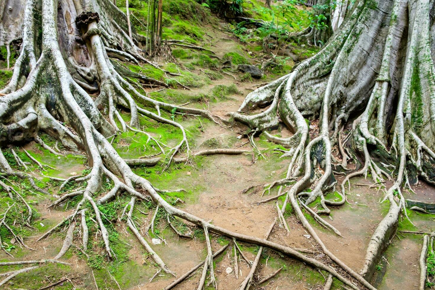 Roots branch of big tree photo