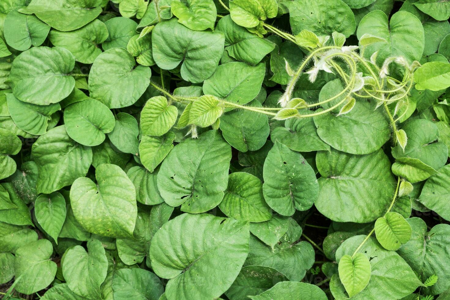 Green Leaves vine texture photo