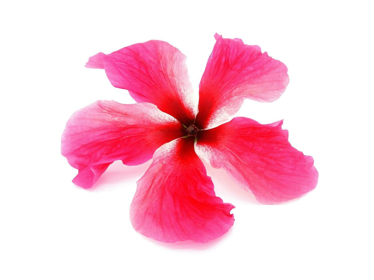 Close up pink, Shoe flower, Hibiscus, Chinese rose or, Chaba flower without pollen isolated on white background. photo