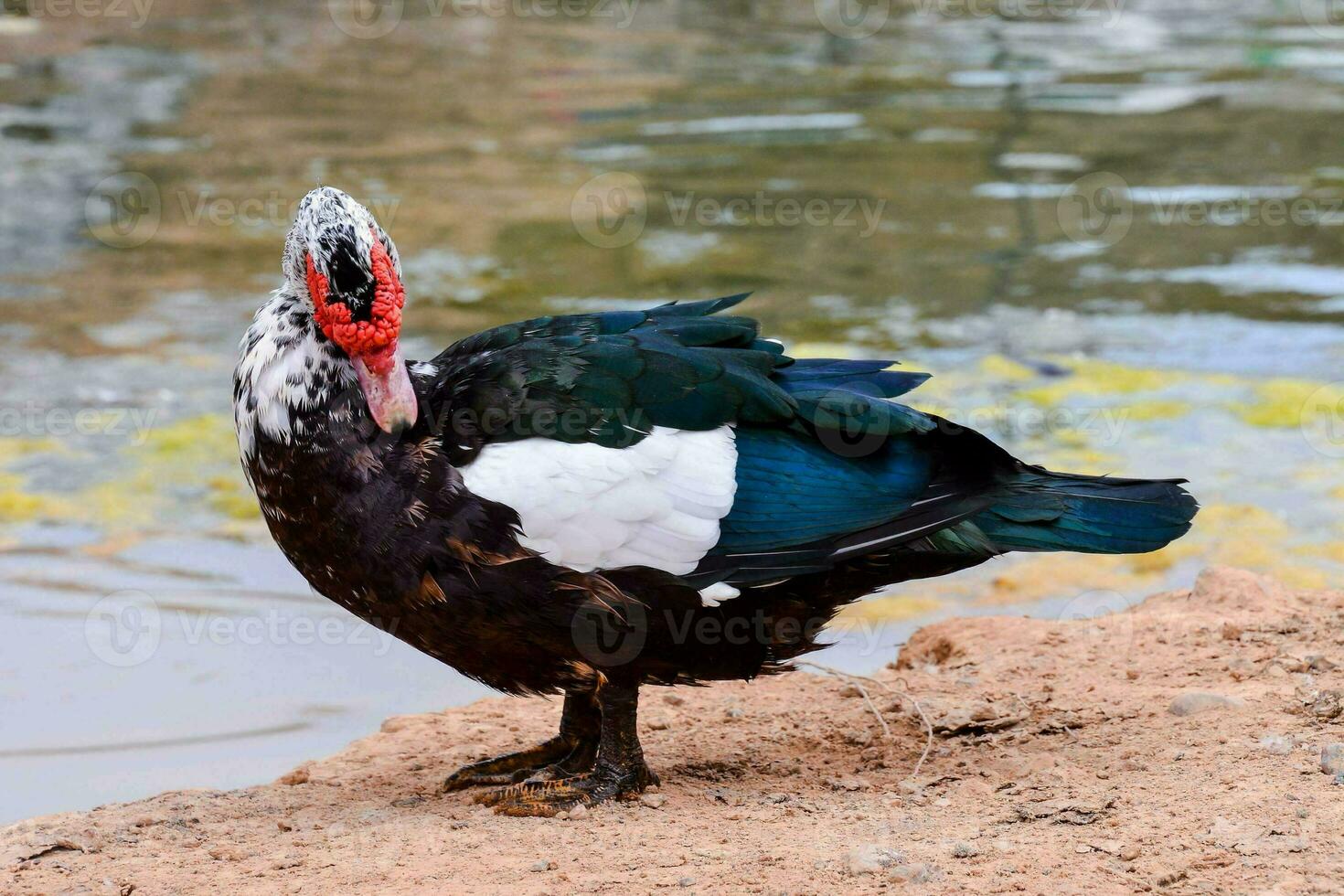 un negro y blanco Pato en pie en el suelo cerca agua foto