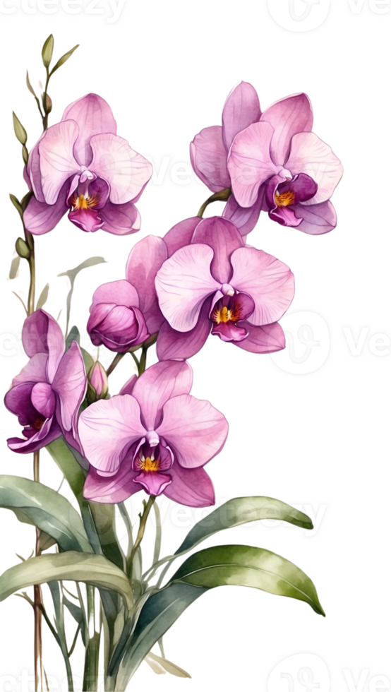 AI generated watercolor orchid flowers on transparent background ai generative png