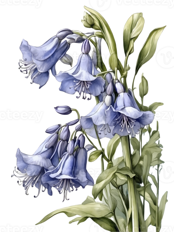 AI generated bluebells watercolor illustration, png ai generative