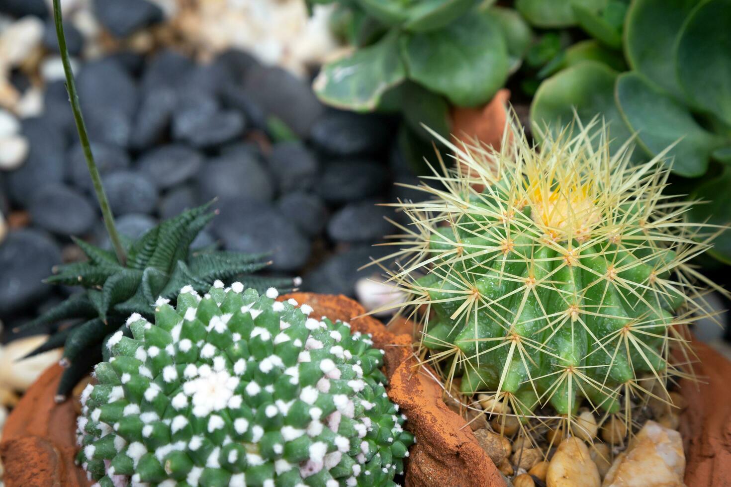 Landscaping a miniature cactus in a pot can be a hobby for decorating your home, giving it a beauty and selling it as a profitable occupation. photo