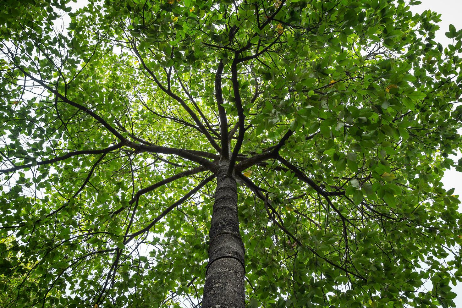 Big tree Dipterocarpus Alatus trunk and branch in low angle view. View of a tree crown from below. photo