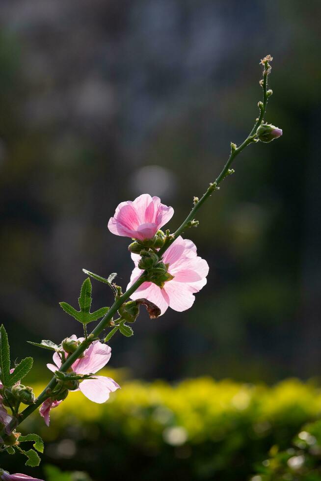 Bright pink Hollyhock bouquet on a dark green background. photo