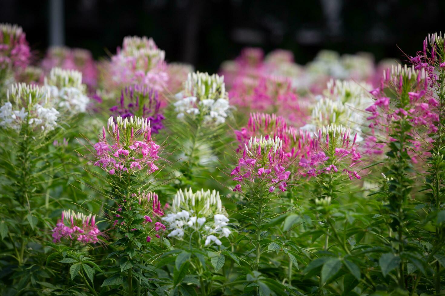 Spider flower also know as Volantines Preciosos, is a forb a herb is a non-woody plant that is not a grass of the genus Cleome. It's duration is annual which means it grow for one season only. photo