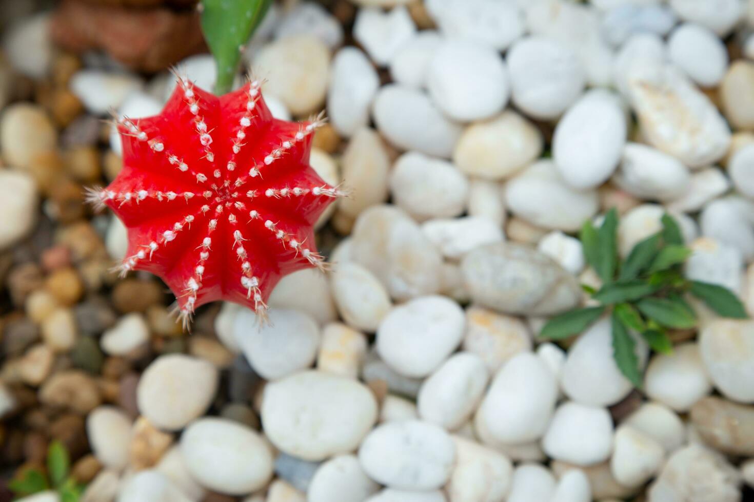 Landscaping a miniature cactus in a pot can be a hobby for decorating your home, giving it a beauty and selling it as a profitable occupation. photo