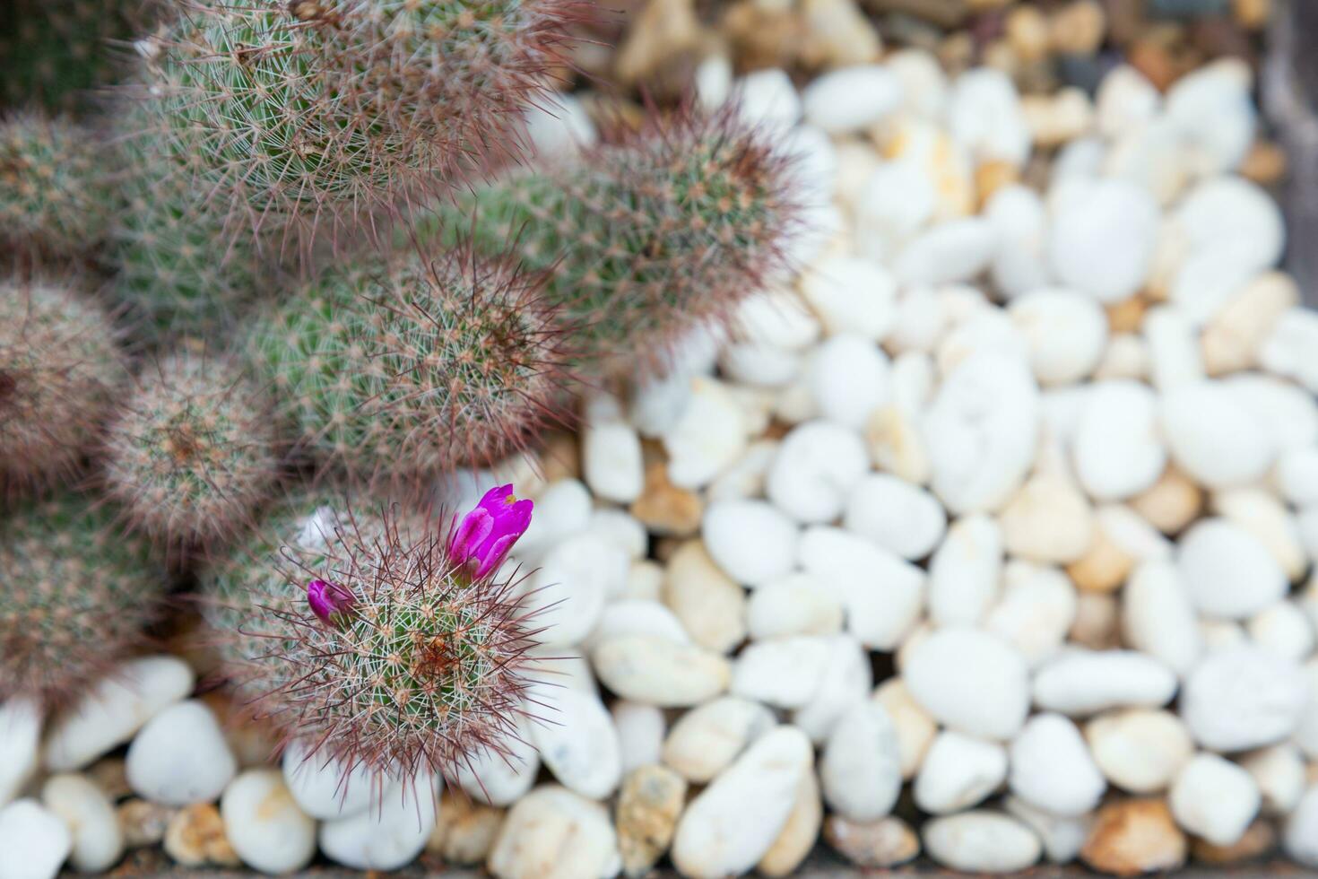 The Mammillaria spinosissima with pink flower. Small cactus landscaping in pots decorated with small stones of different colors. This kind of landscaping can beautify your home and take up less space. photo