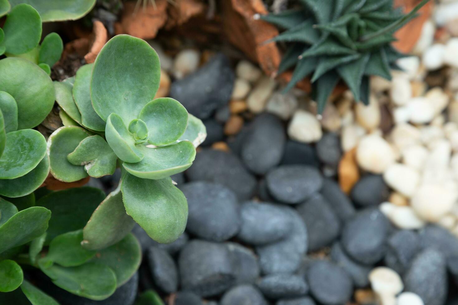 Landscaping a miniature cactus in a pot can be a hobby for decorating your home, giving it a beauty and selling it as a profitable occupation. photo