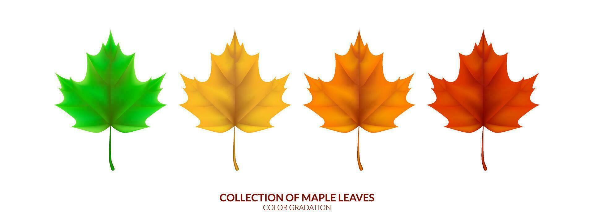 A realistic illustration depicting the life cycle of a leaf in autumn, transitioning from green to orange. Maple leaf in various stages. Not AI generated. vector