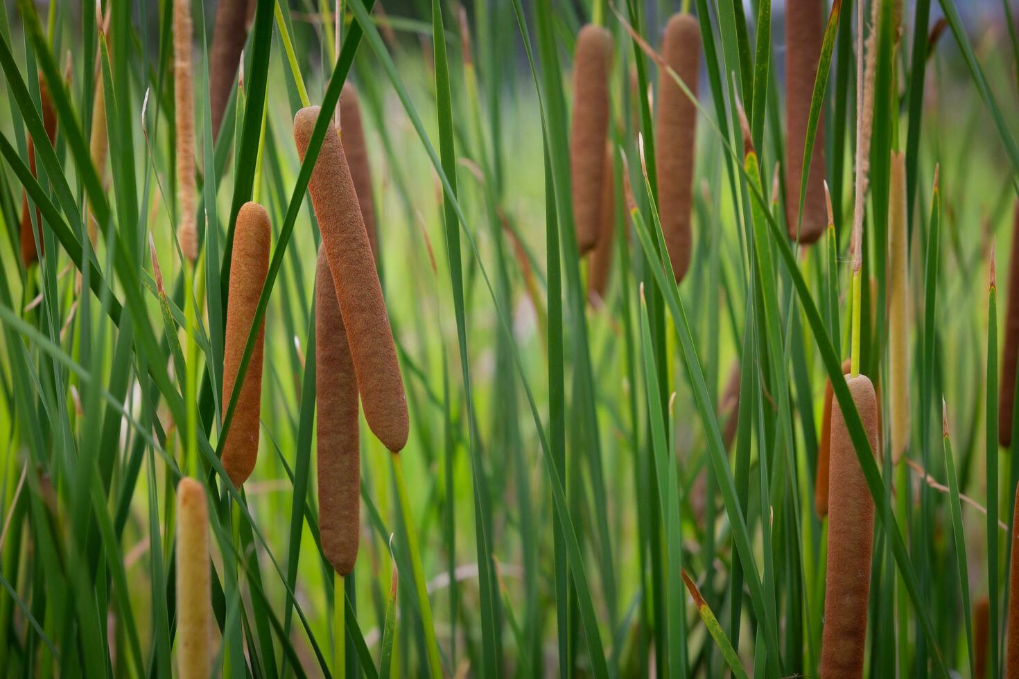 The cattail flowers or Typha angustifolia grow in the water when they are old, they will be broken into fluffy and blown away by the wind. photo