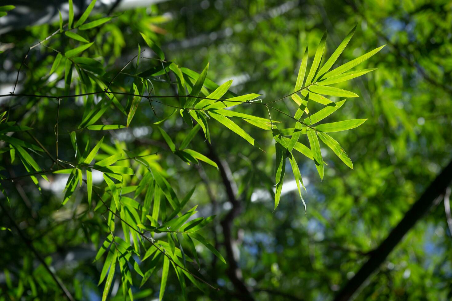 Wallpaper image of green bamboo leaves in sunlight in the middle of a natural bamboo forest. photo