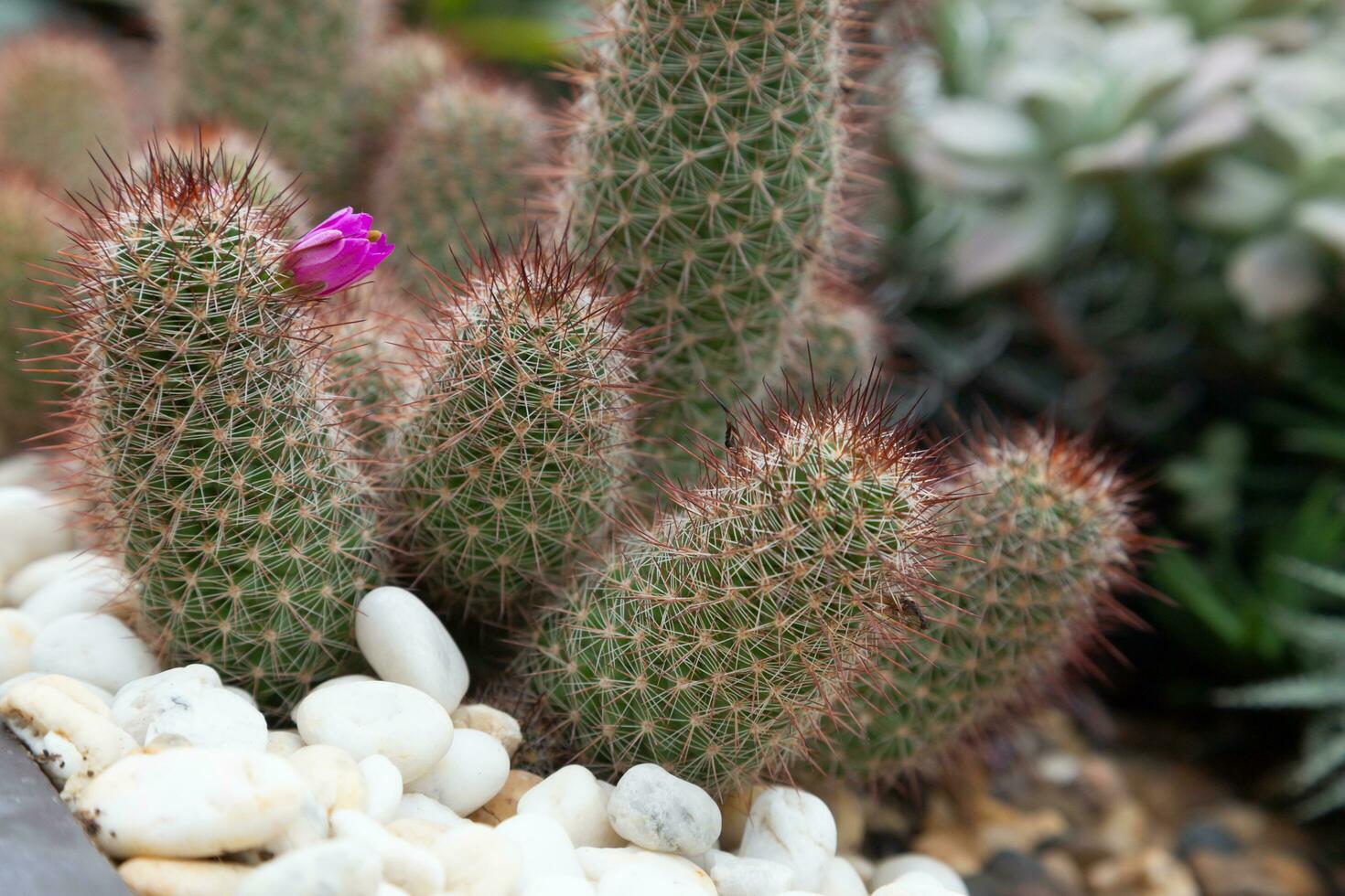 The Mammillaria spinosissima with pink flower. Small cactus landscaping in pots decorated with small stones of different colors. This kind of landscaping can beautify your home and take up less space. photo