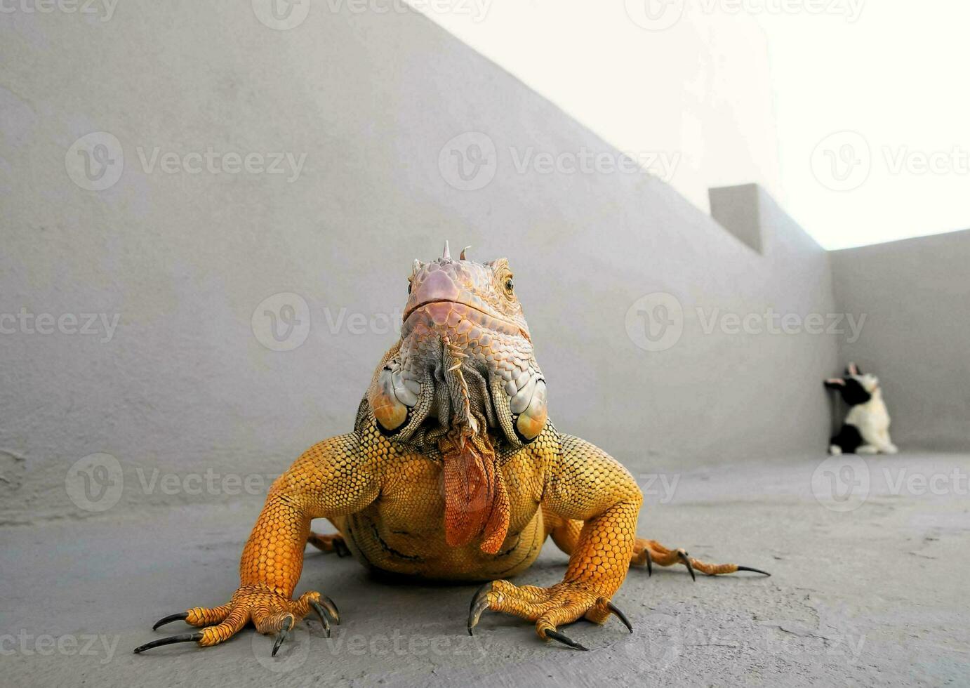 un iguana sentado en el suelo con sus cabeza convertido a el lado foto