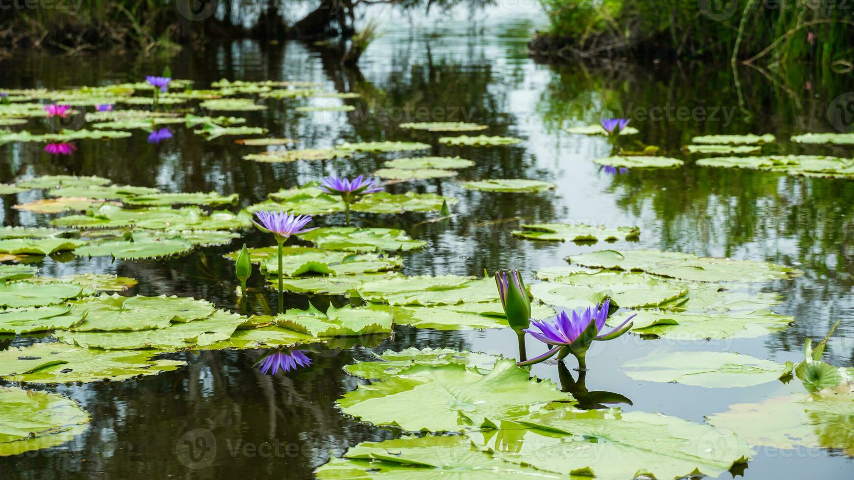 Beautiful purple lotus flowers in pond, pink waterlily flower with green leaves and bud background, summer flowers blossom. photo