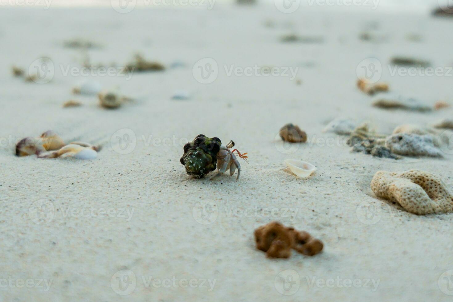 Wildlife Beach Hermit Crab Animal Shell Seashell on Beach Macro photo