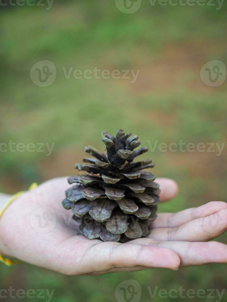 Hand holding a giant pine cone. Close up of pinecone in a hand at forest with green nature background. photo