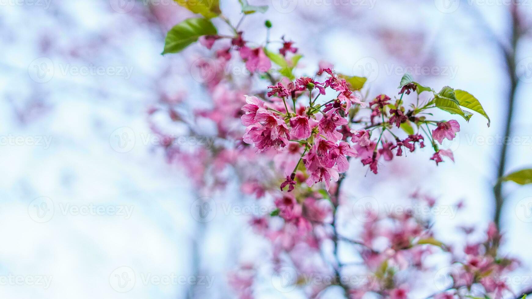 Nang Phaya Suea Krong flower or Sakura of Thailand, beautiful pink blossom on sky background. Prunus Cerasoides Flowers or Nang Phaya Sua Krong flowers are blooming in the garden. photo