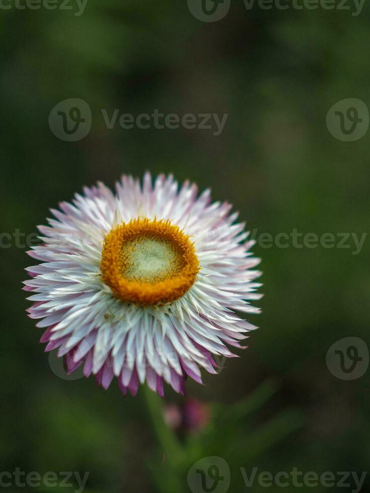 Paja flor , eterno margarita , papel margarita, flores de paja. escoger suave enfocar, hermosa helichrysum bracteatum, prunus cerasoides eterno Paja flor en Tailandia foto