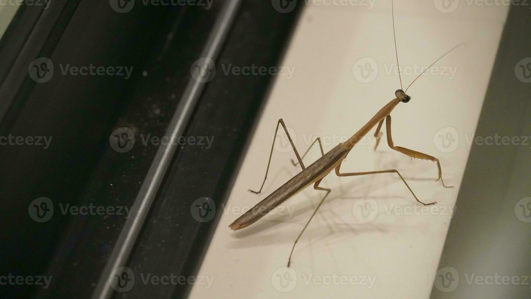 Stick insect on a branch photo