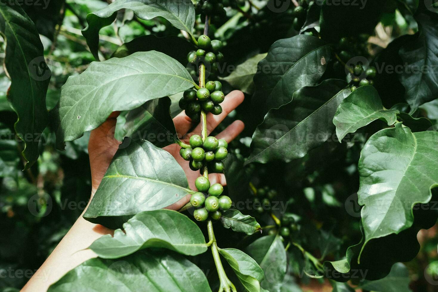 cerca arriba mano demostración crudo verde café frijoles en árbol. agricultores café frijoles de arábica café árbol en café árbol. foto