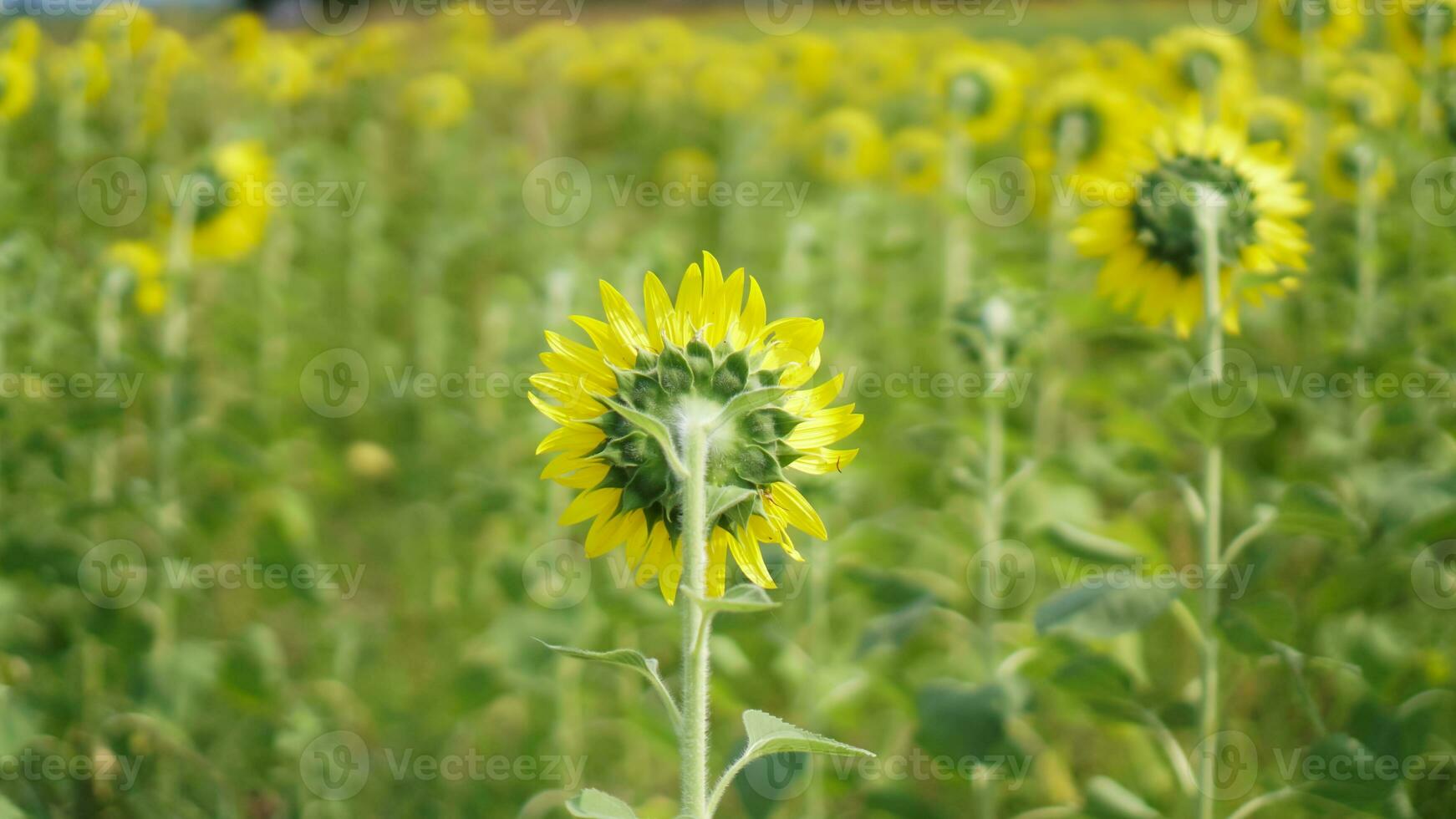 Back of Sunflower field natural background. Sunflower blooming. photo