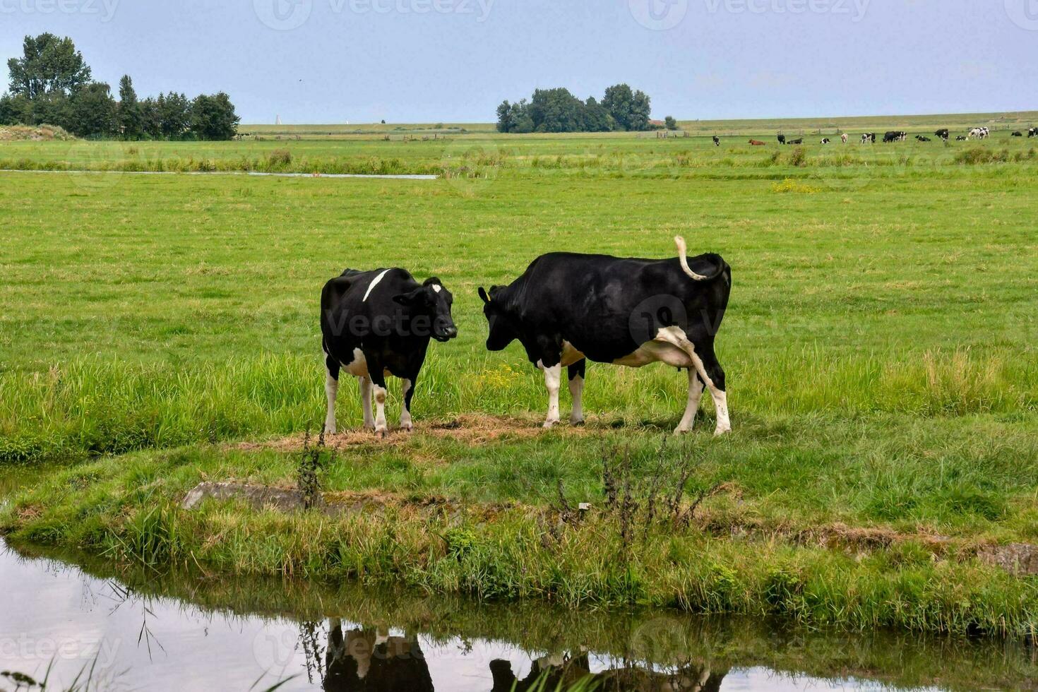 two cows standing in a field near a pond photo