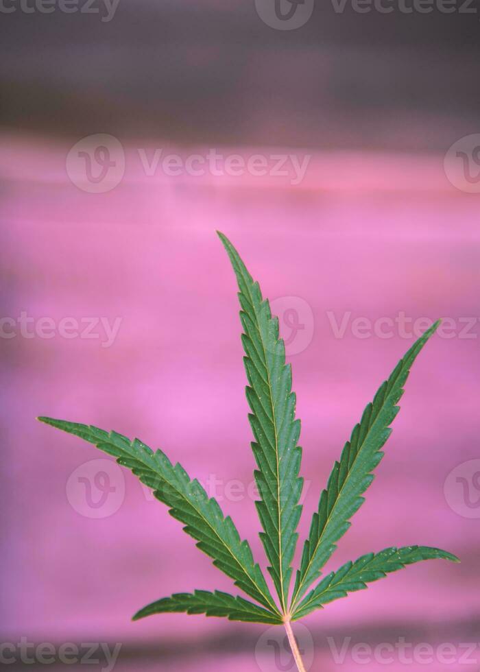 beautiful cannabis leaf on pink background. Close-up photo