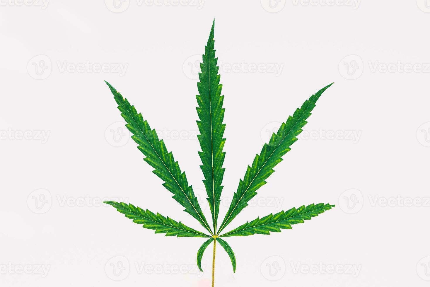 Cannabis leaf on a white background. Close-up photo