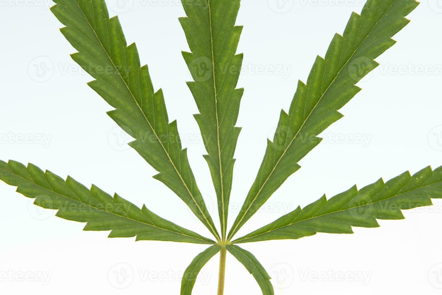 big leaf of cannabis on a white background photo