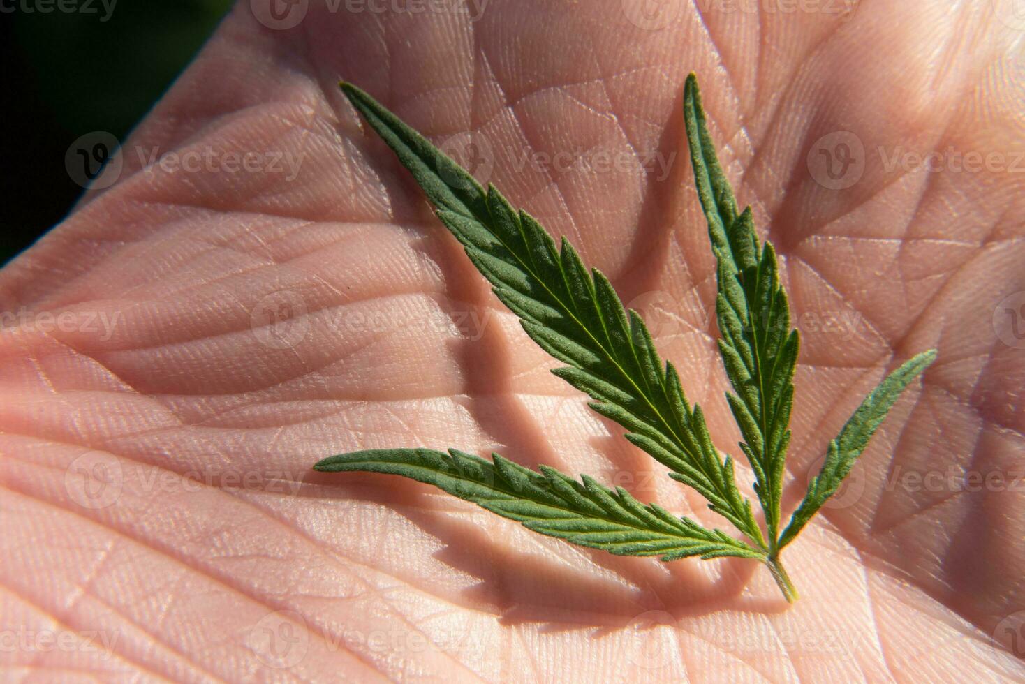 a leaf of cannabis lies in the palm of your hand photo