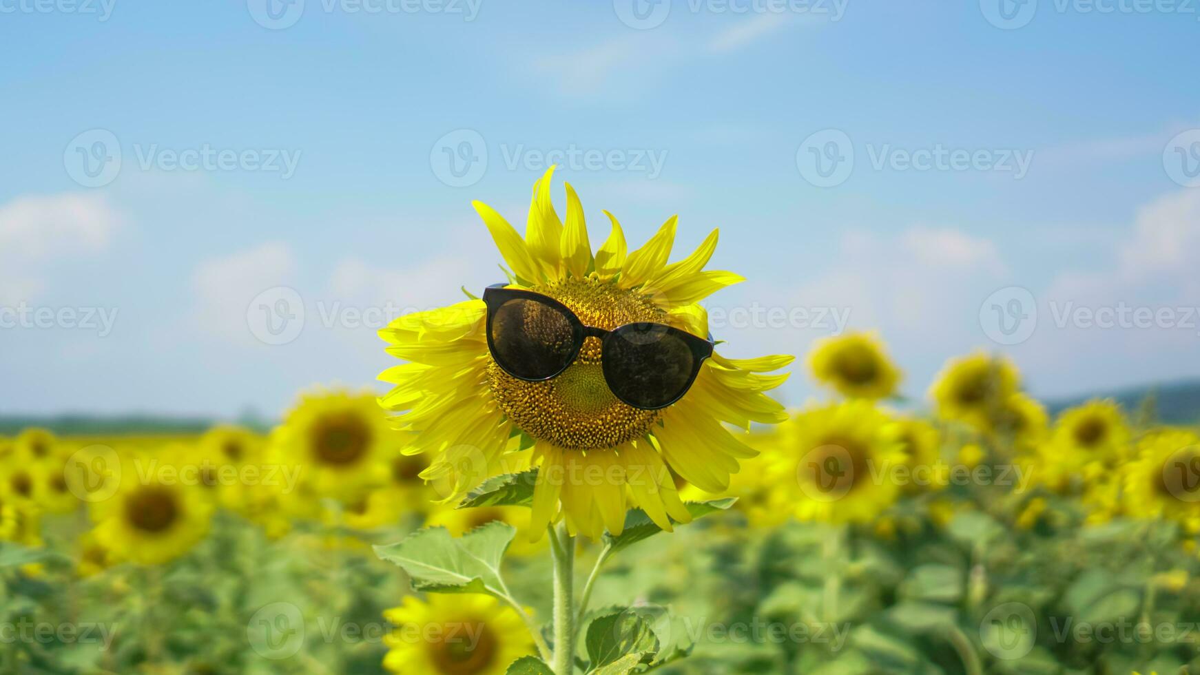 cerca arriba girasol campo natural antecedentes. girasol vistiendo negro Gafas de sol con azul cielo antecedentes foto