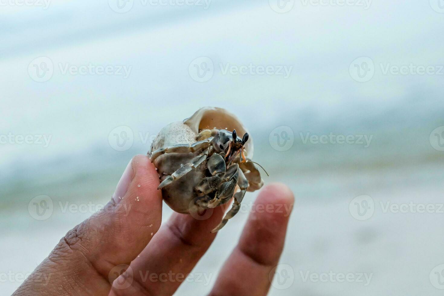 Cute tiny hermit crab held in a hand. Little hermit crab macro photo. photo