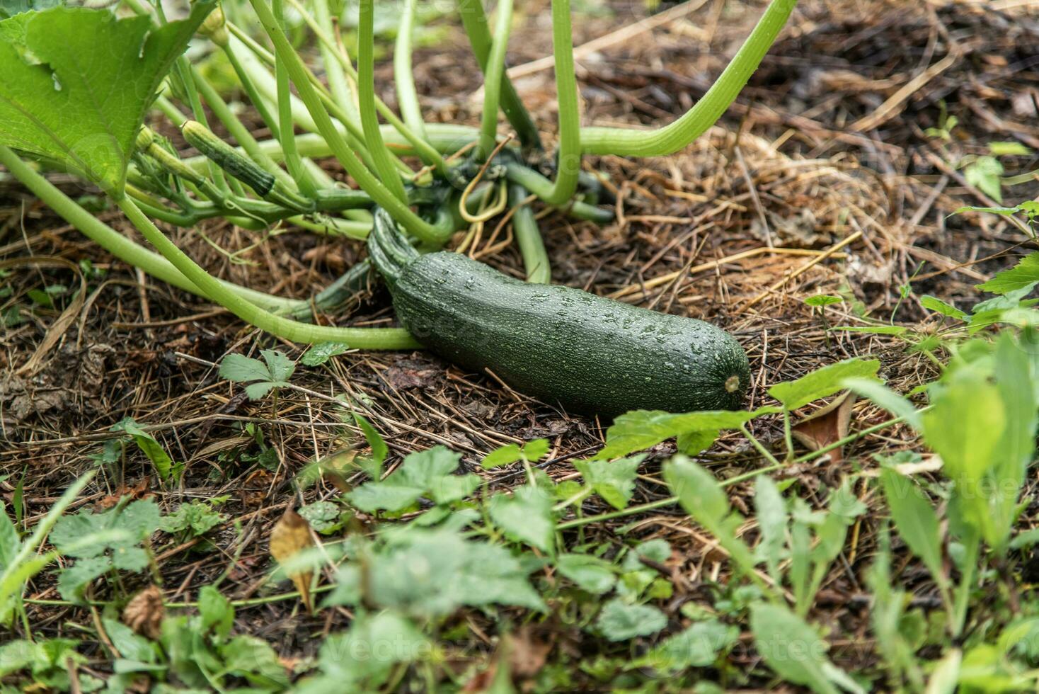 Green zucchini grows on a garden bed. photo