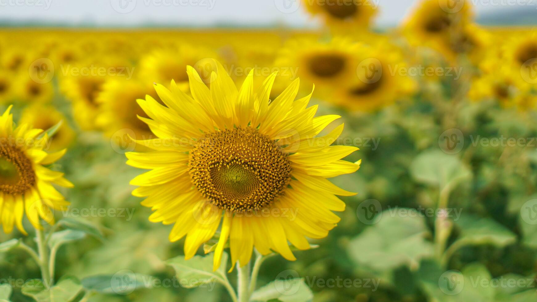 Single sunflower close up on the field. Beautiful sunflower blossom in field. photo