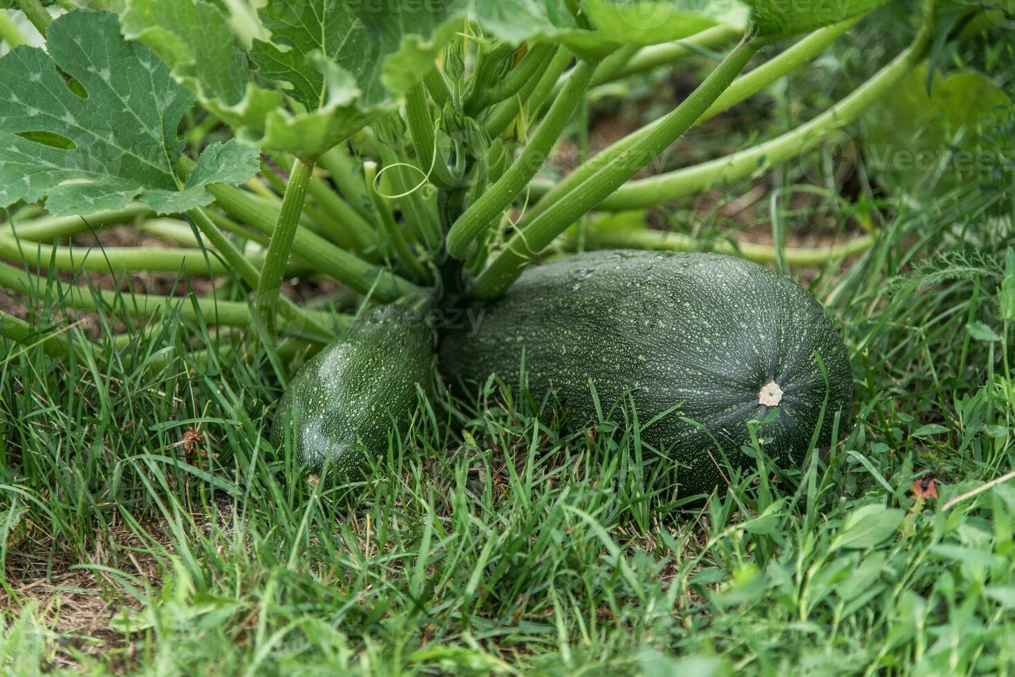 Green zucchini grows on a garden bed. photo