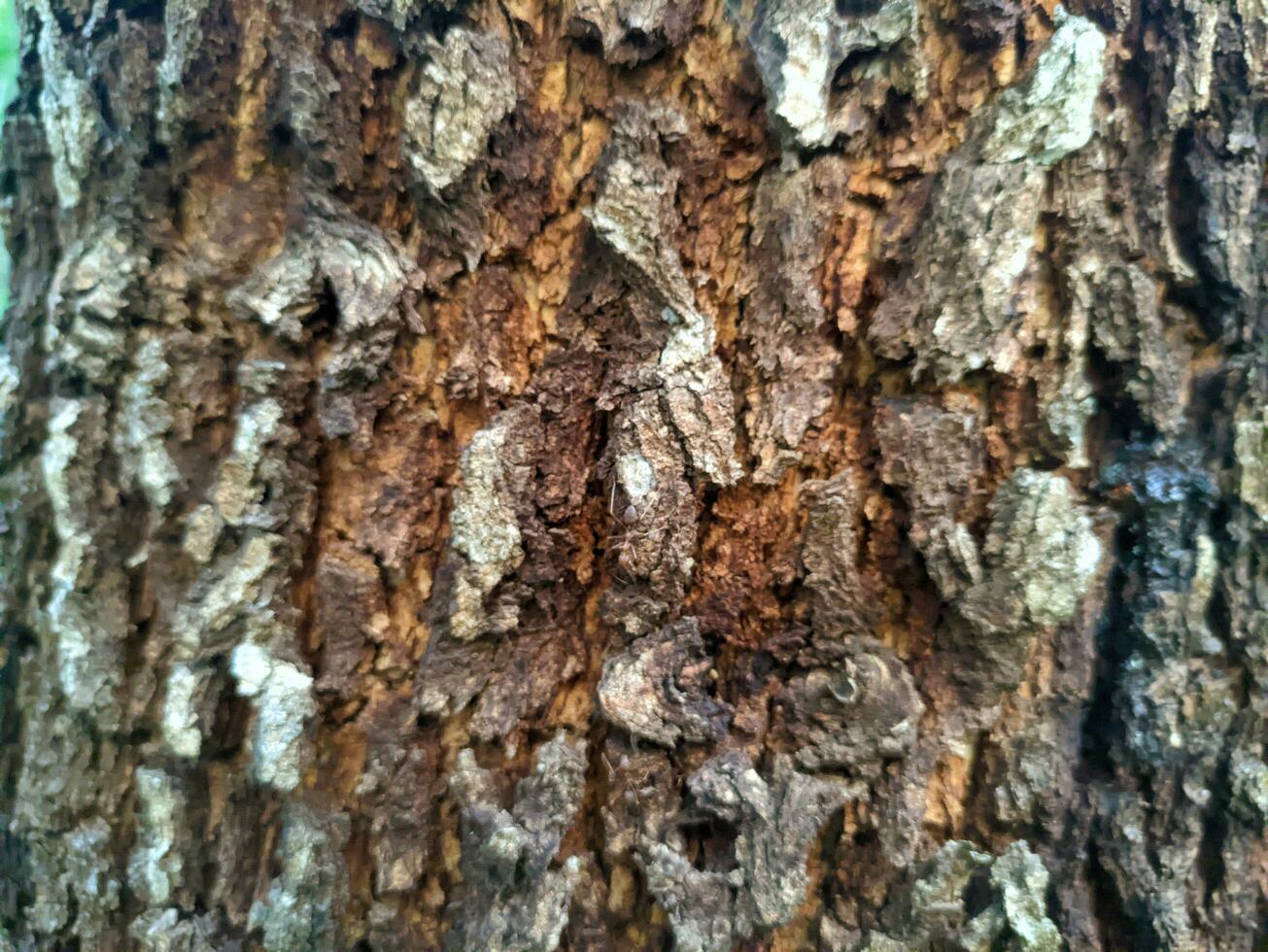 el patrón de corteza es una textura transparente del árbol. para trabajos de madera de fondo, corteza de madera dura marrón, madera dura de corteza gruesa, madera para casas residenciales. naturaleza, tronco, árbol, corteza, madera dura, tronco, árbol, tronco foto