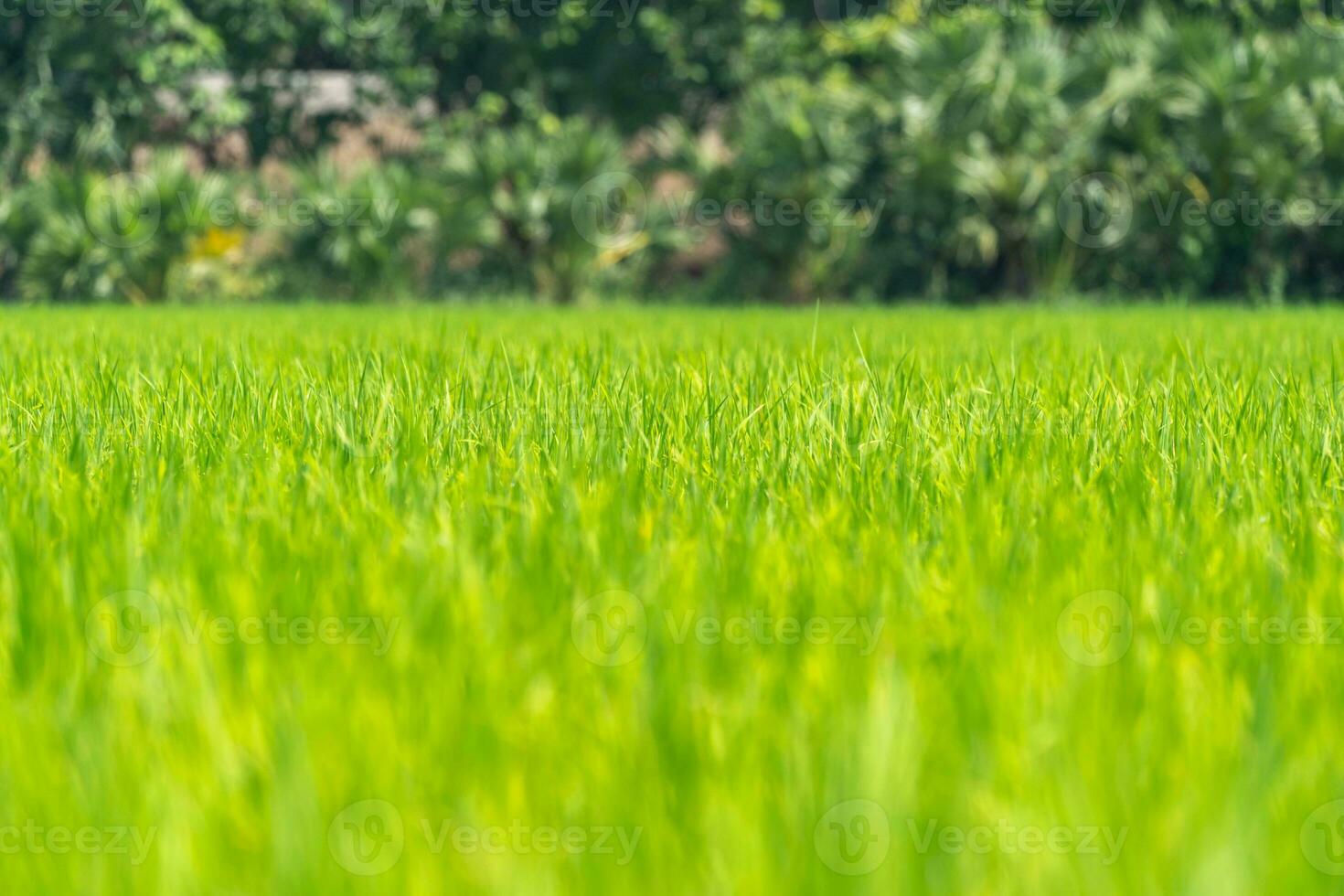 Close up to the beautiful Green paddy rice field from drone view for background. photo