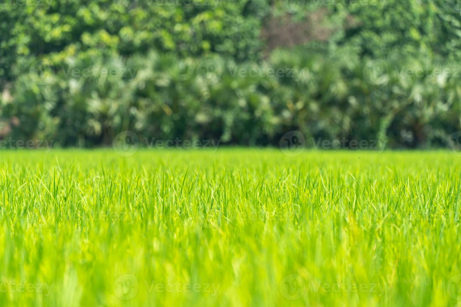 Close up to the beautiful Green paddy rice field from drone view for background. photo