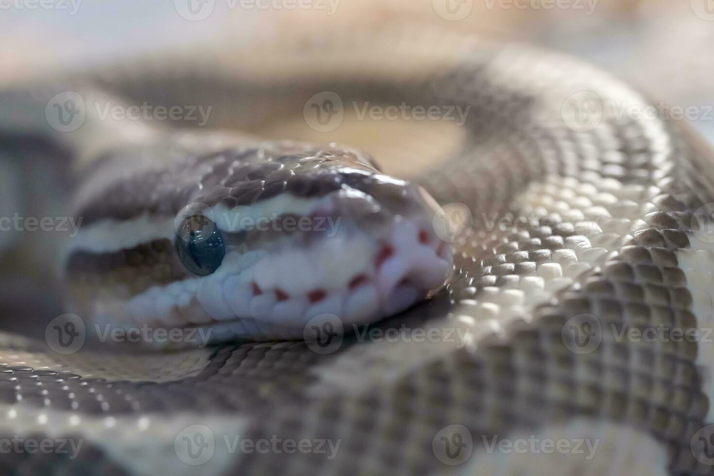 head of yellow - brown snake with big eye on it body. photo