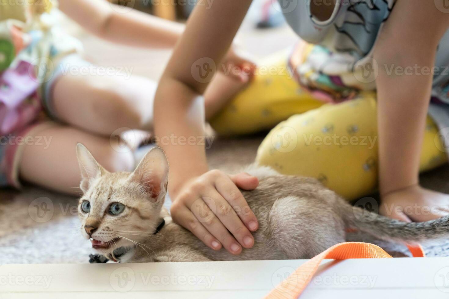 Two children are patting a little light brown cat, laying on floor, in a living room. The cat staring at the corner of the picture. photo