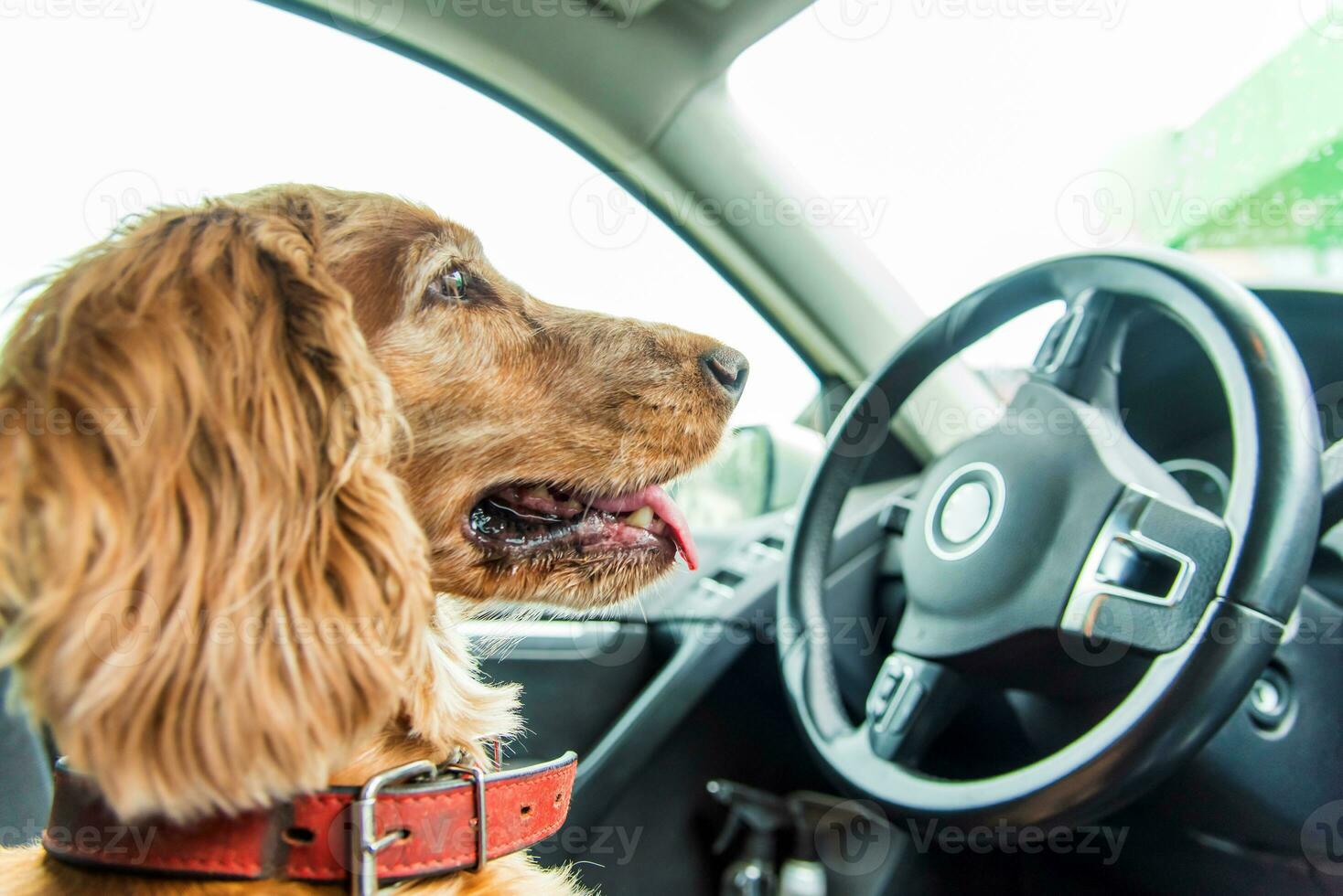 hermosa perro raza cocker spaniel sentado en el coche en el conductor asiento a el rueda foto